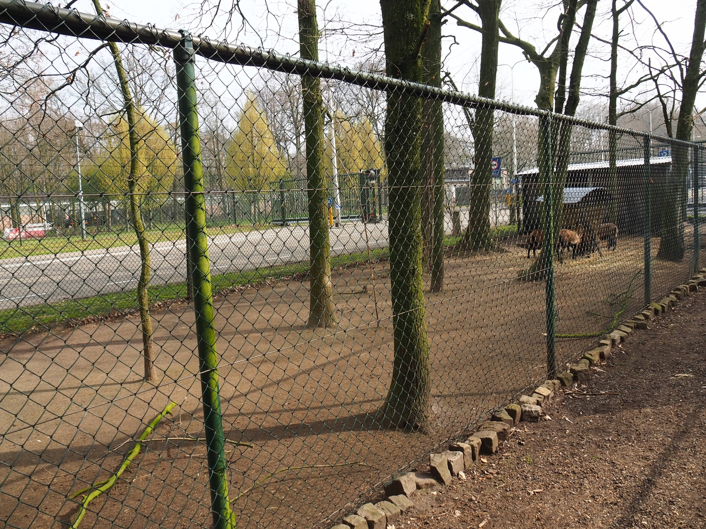 Cameroon sheep pen, 2019-04-06