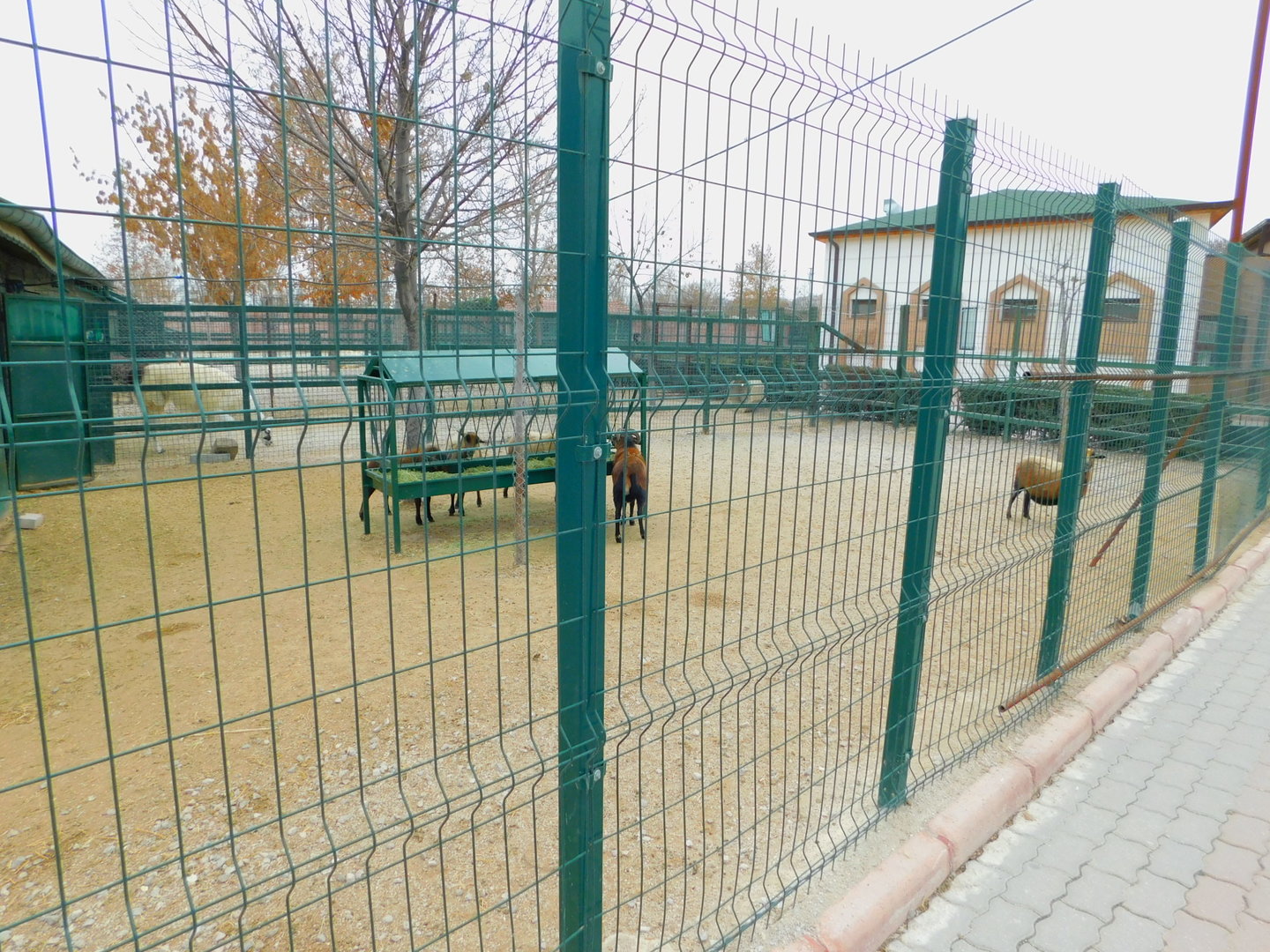 Cameroon Sheep Pen at the Karatay Zoo