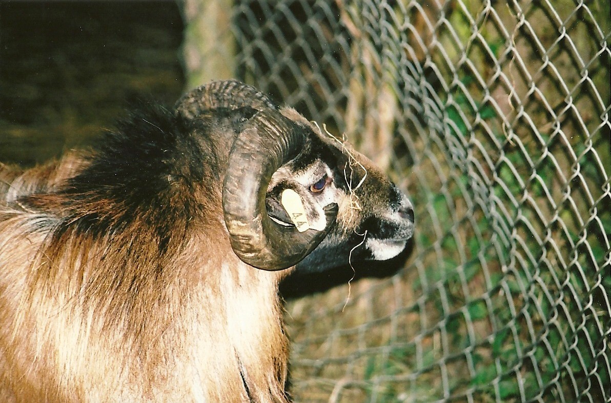 Cameroon Sheep ram winter opening 2005/06