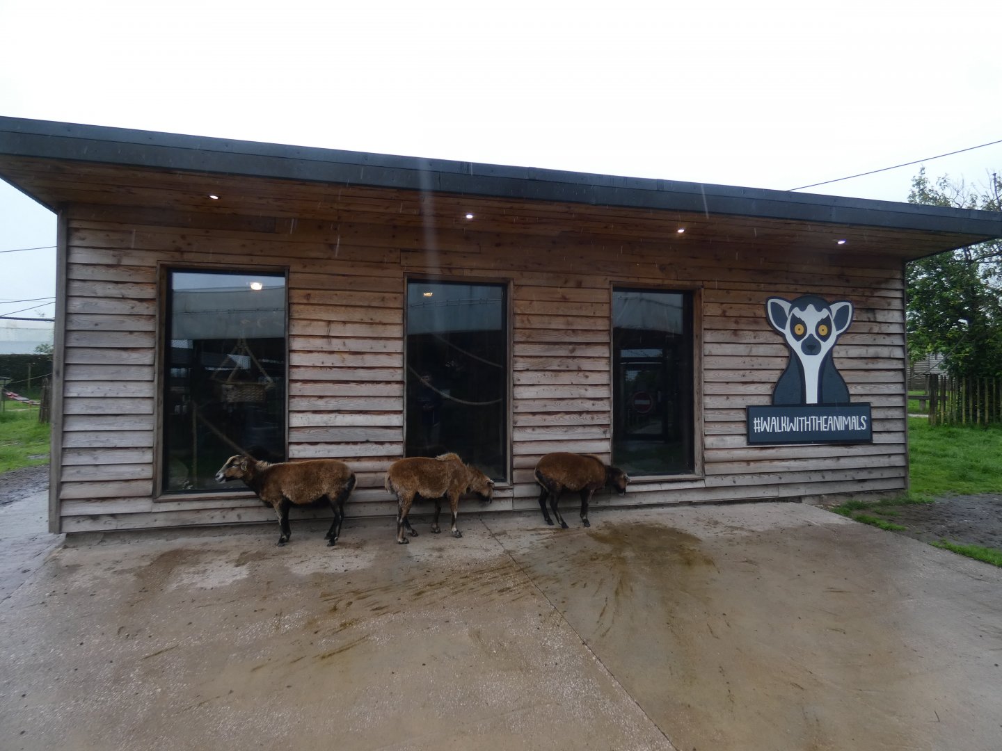 Cameroon sheep sheltering from rain