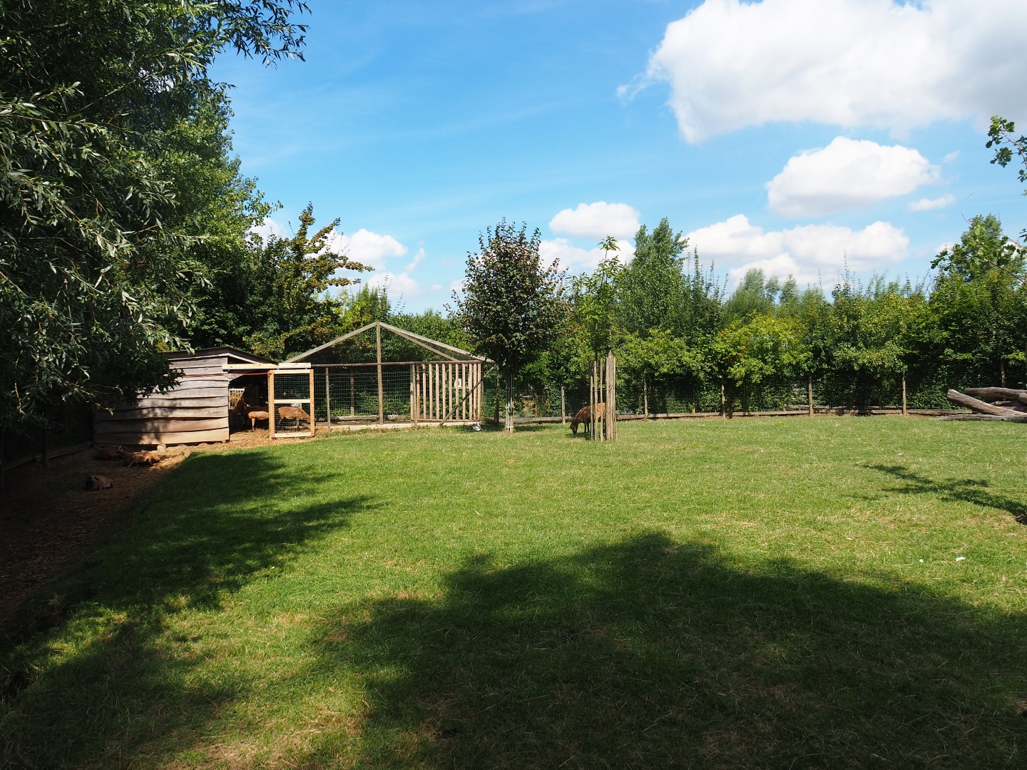 Cameroon sheep - White-naped crane paddock