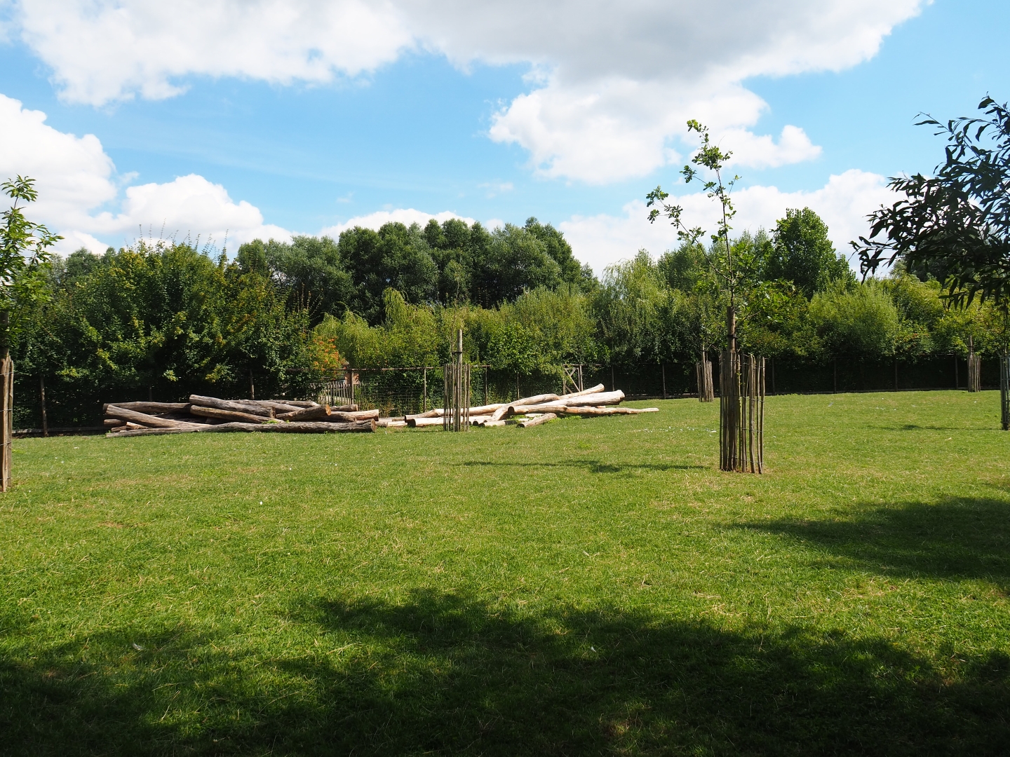 Cameroon sheep - White-naped crane paddock