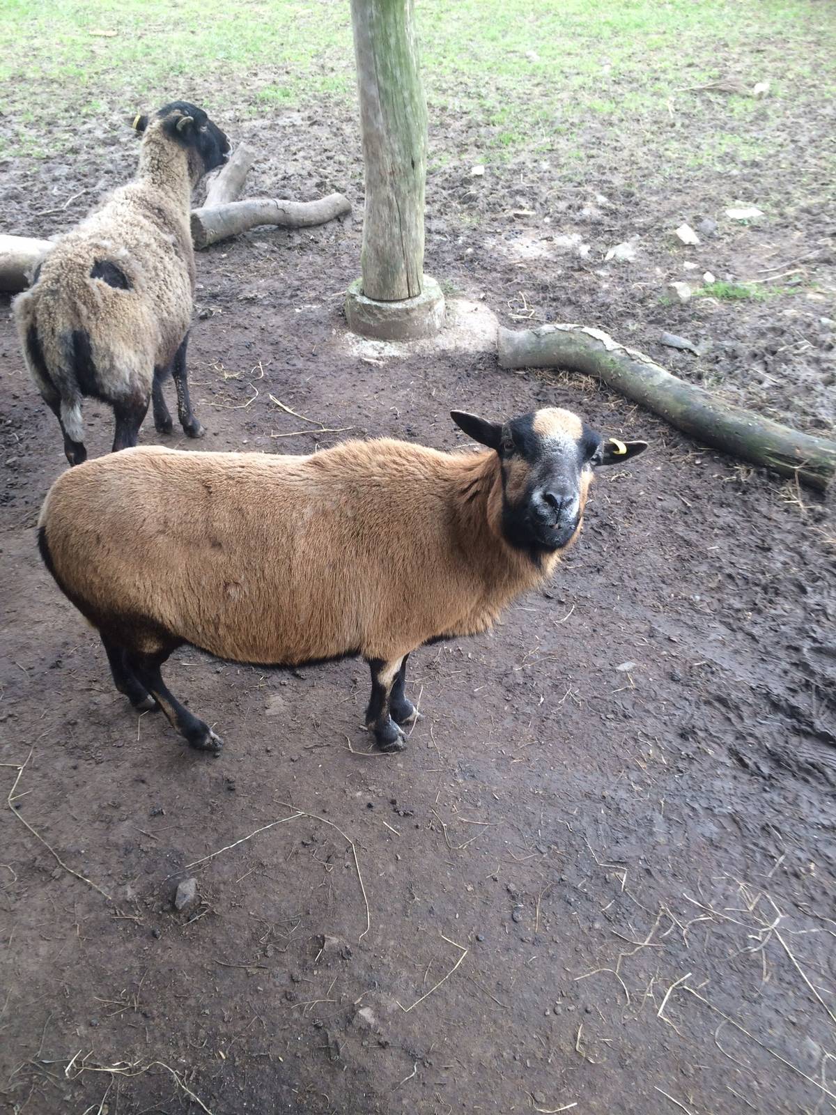 Cameroon Sheep