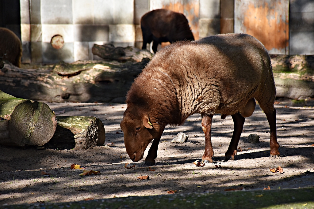 Cameroon sheep