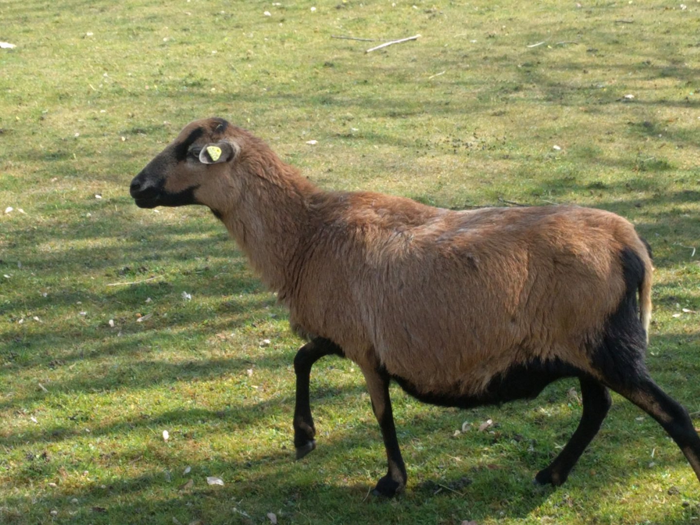 Cameroon Sheep