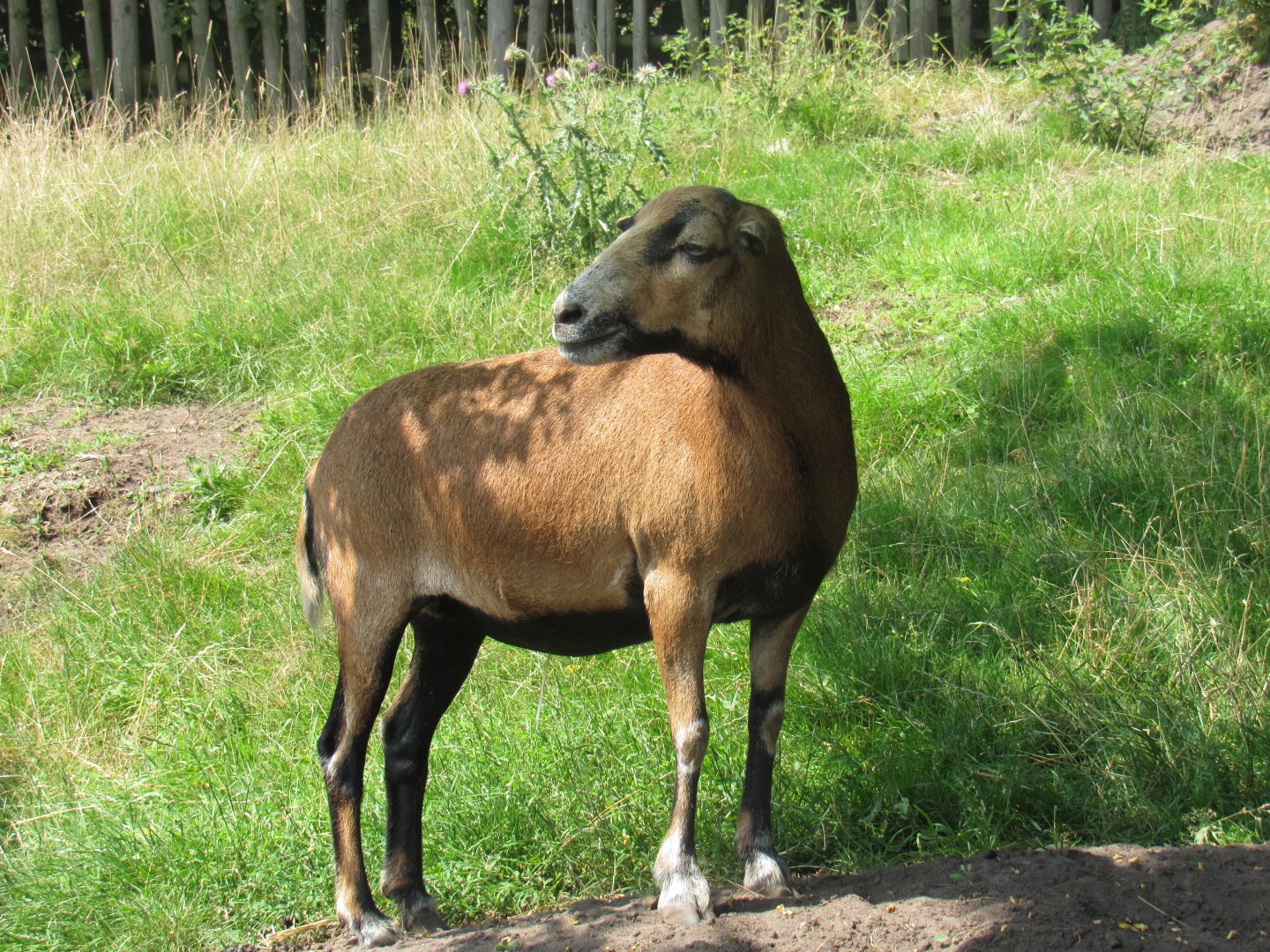 Cameroon Sheep