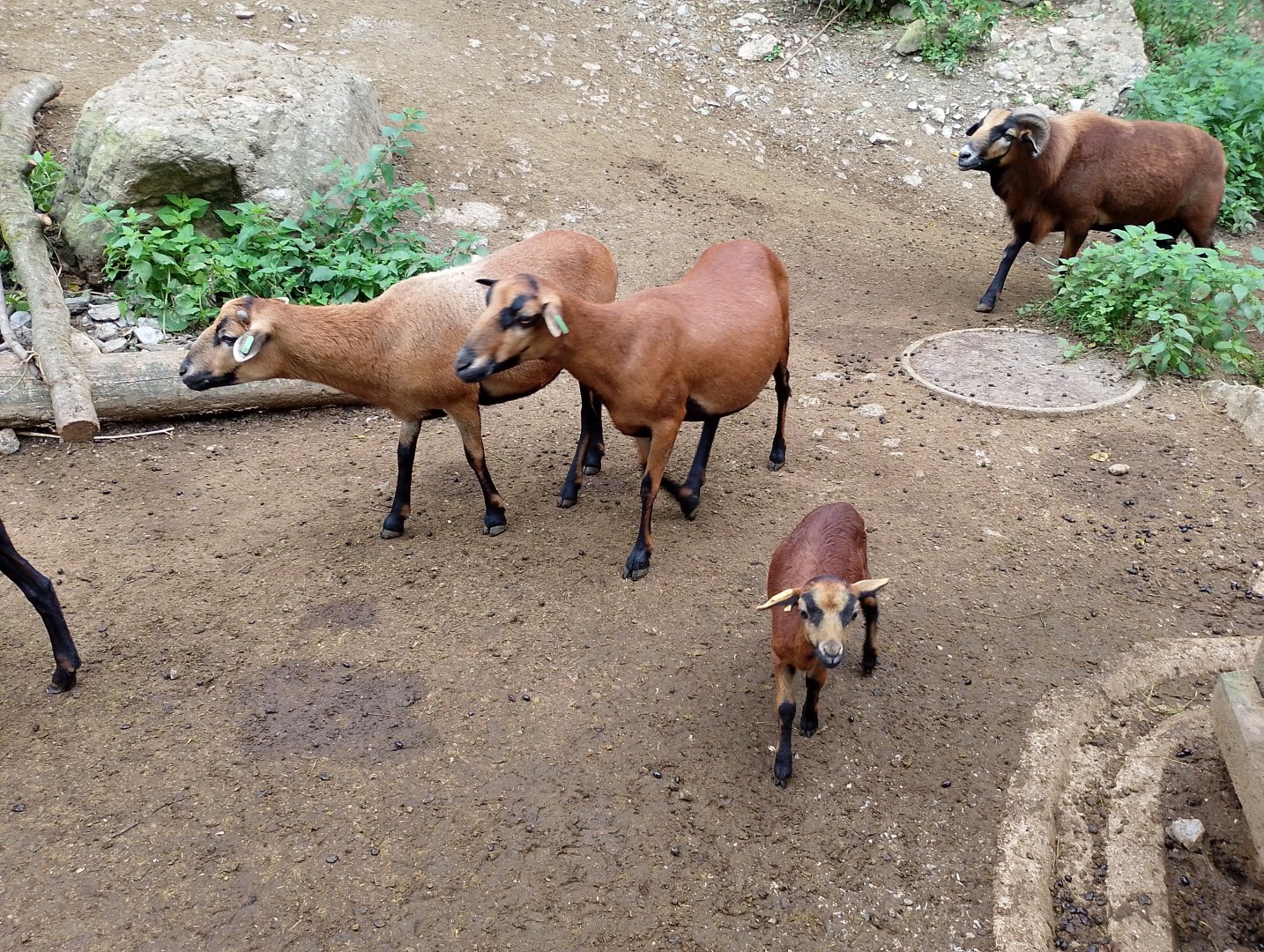 Cameroon sheep