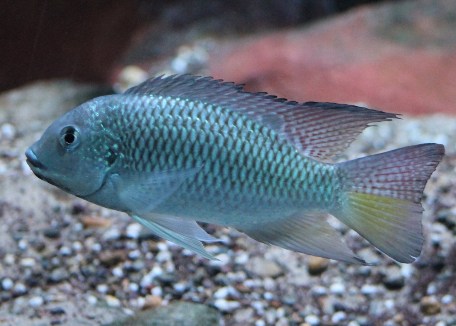 Cameroon tilapia - Tilapia camerunensis