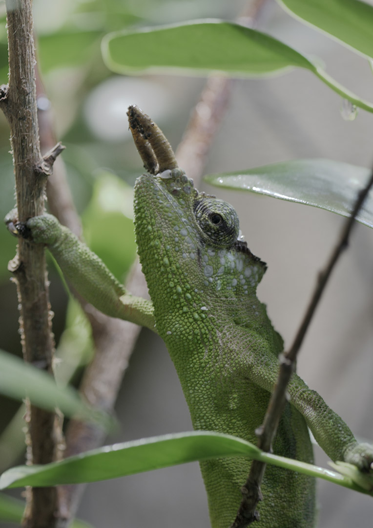 Cameroon two-horned mountain chameleon climbing