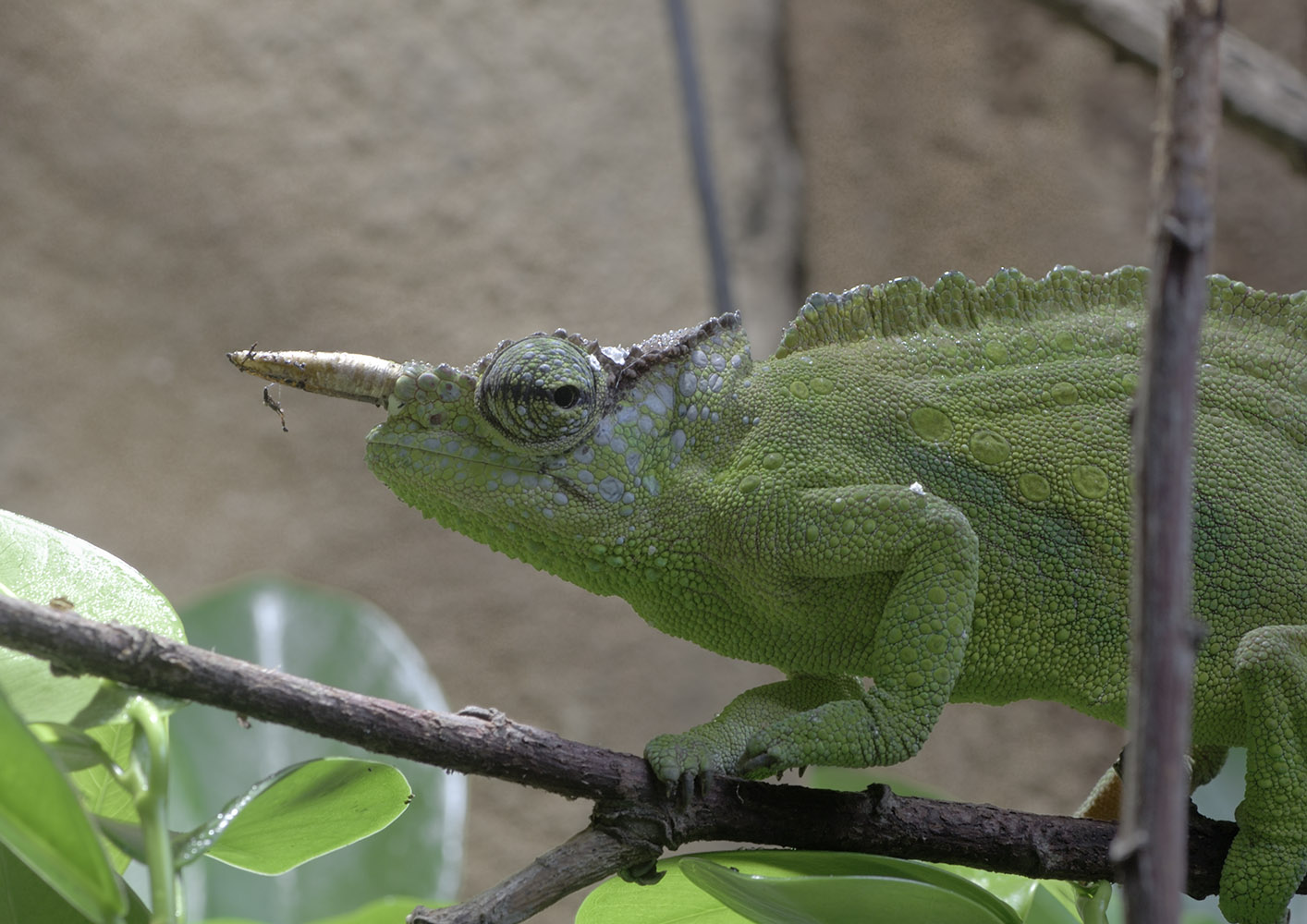 Cameroon two-horned mountain chameleon
