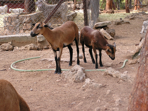 Cameroun Sheep in Antalya Zoo