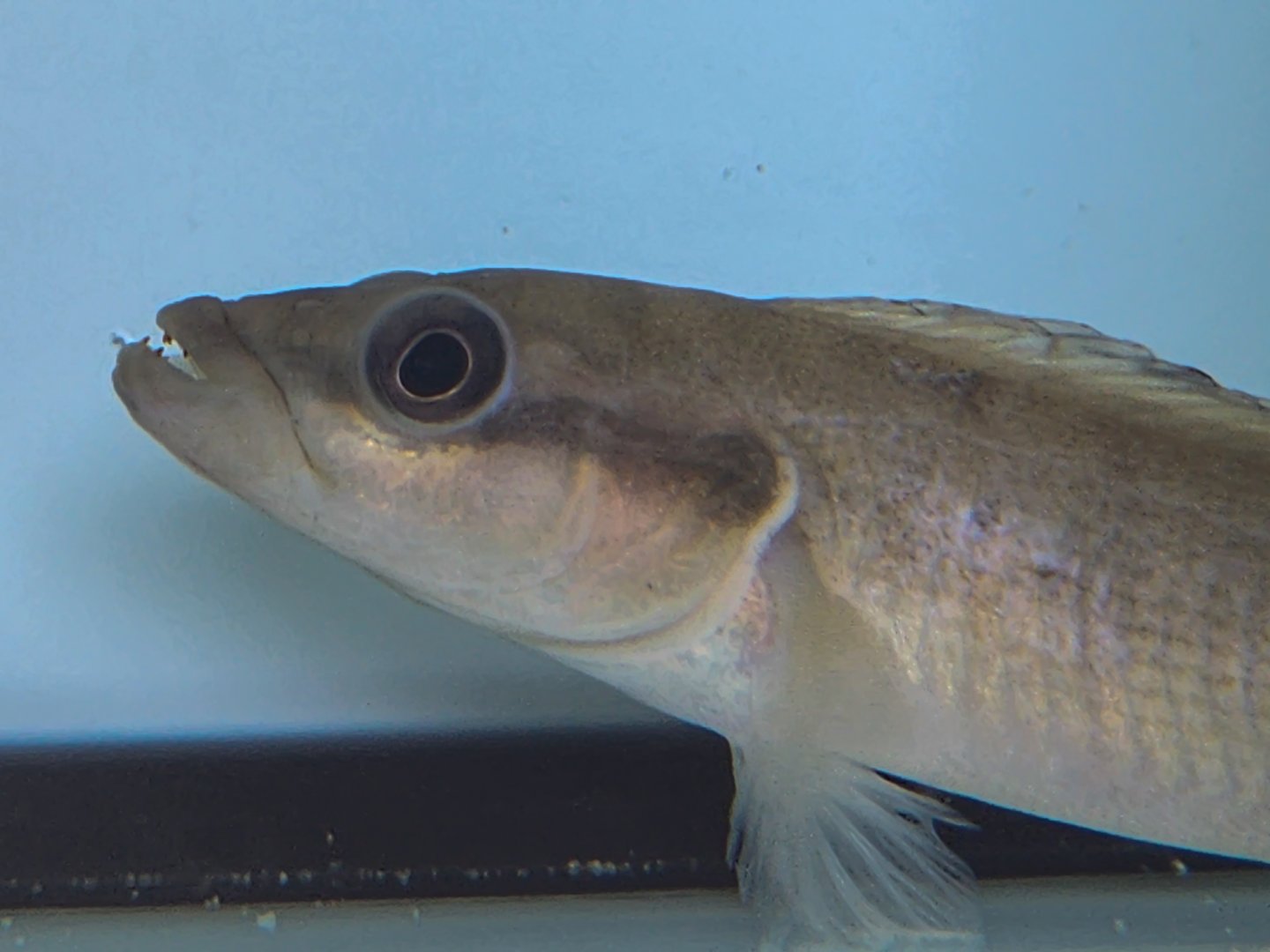 Cametá Pike-cichlid (Batrachops cametana)