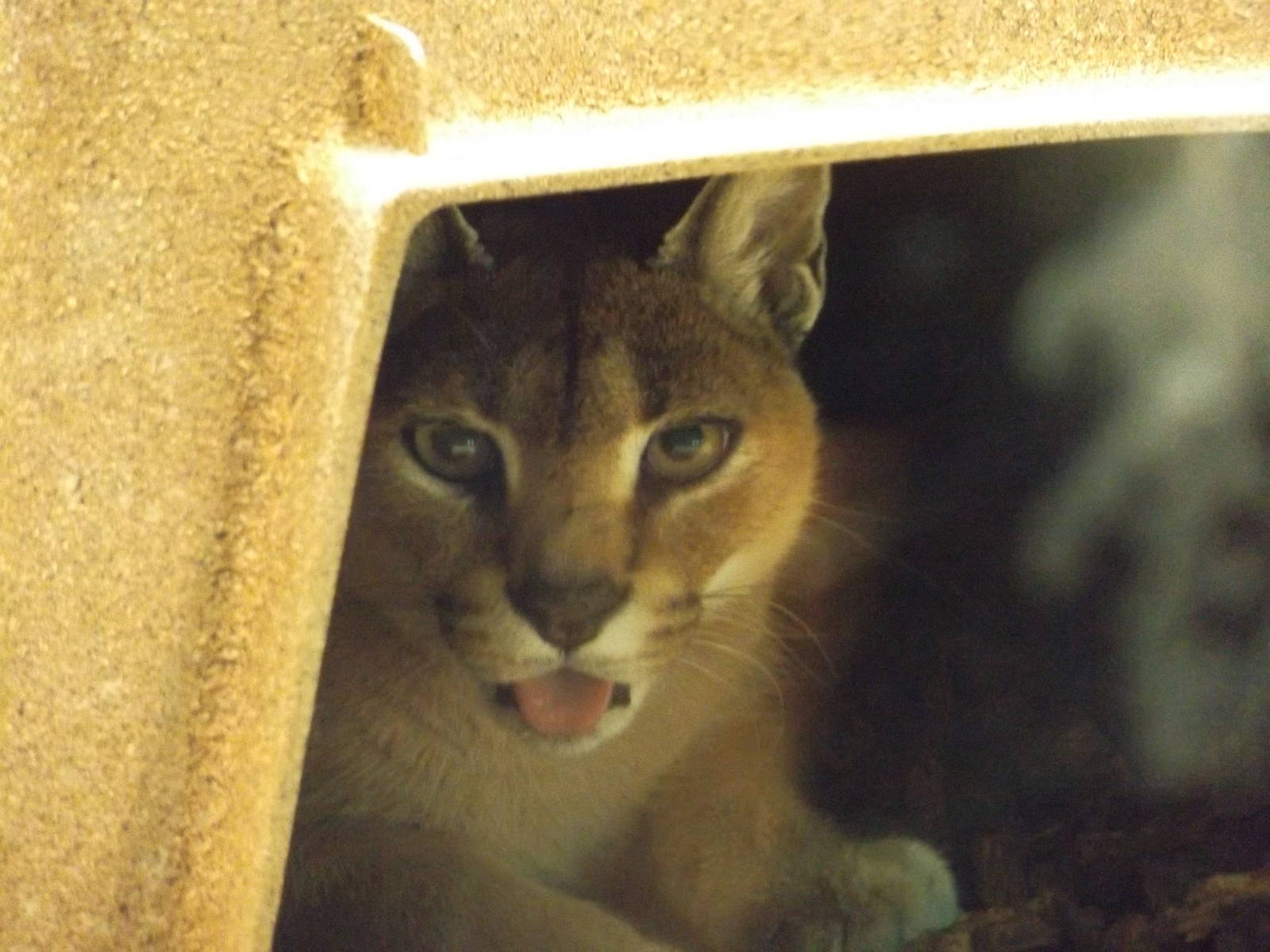 Cammy the Caracal