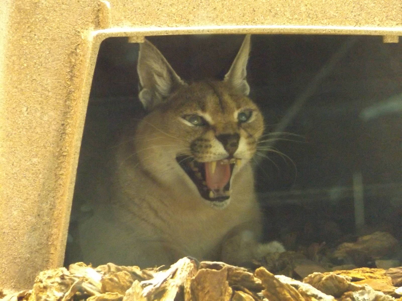 Cammy the Caracal