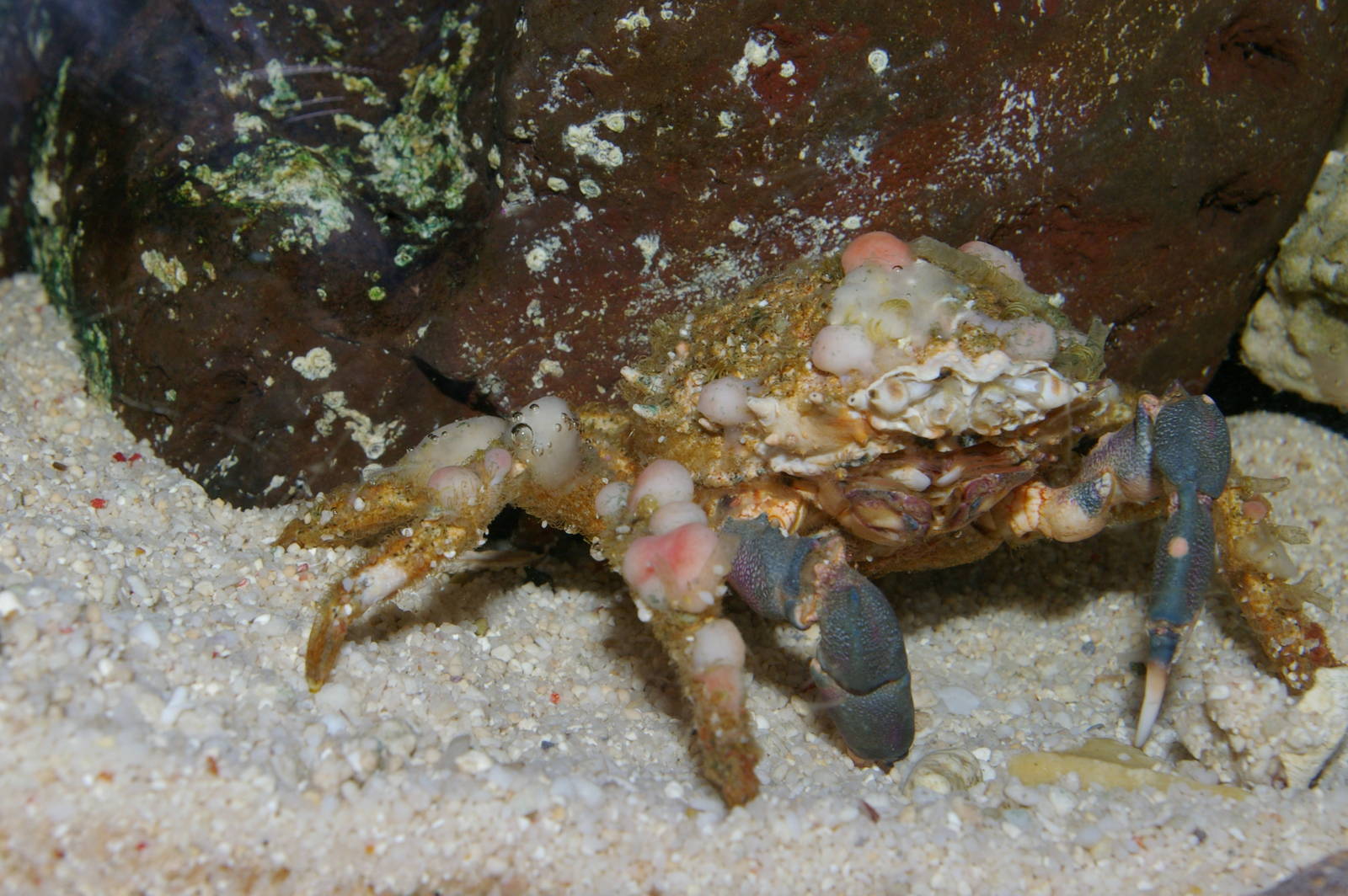 camouflage crab