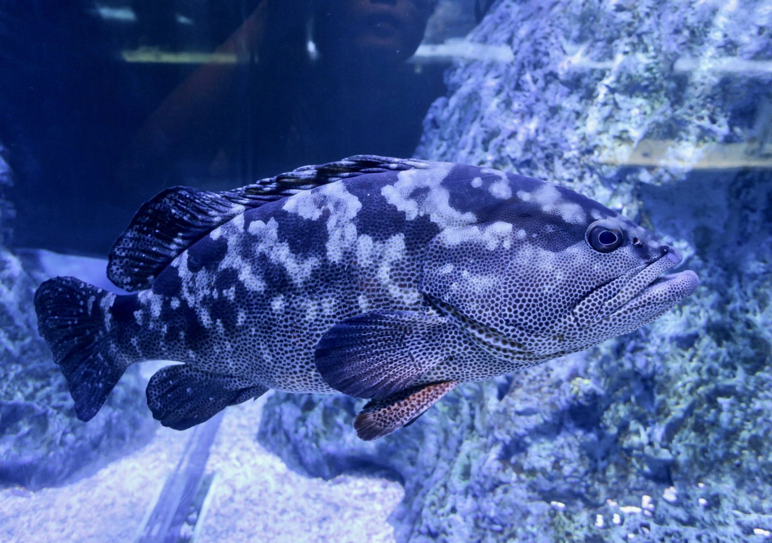 Camouflage Grouper (Epinephelus polyphekadion)