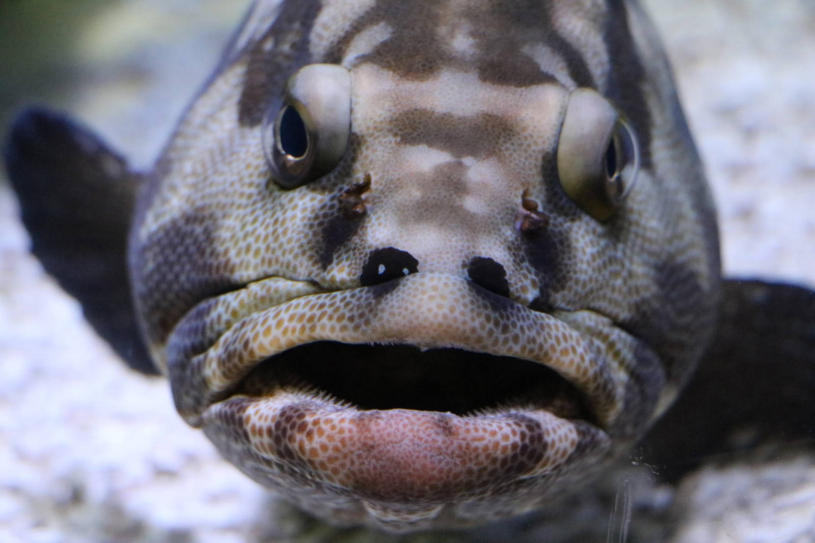 Camouflage grouper - Sumida Aquarium, February 2016