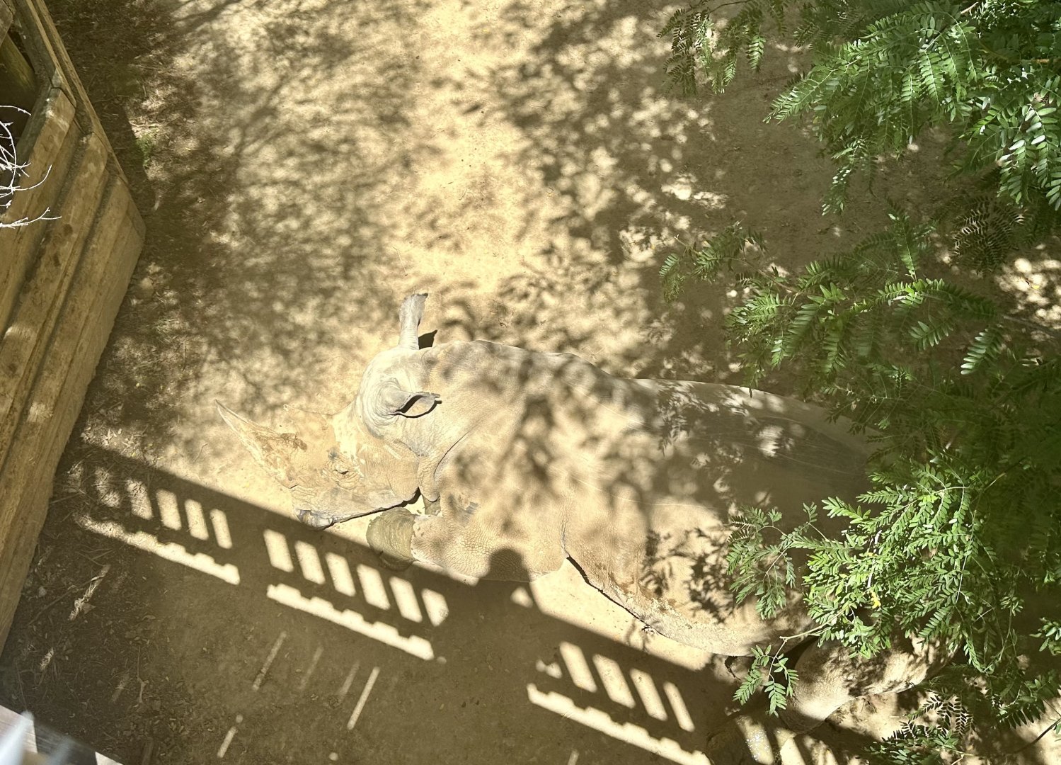 Camouflaged Rhinoceros