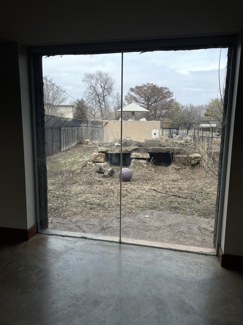 Camp Cowabunga - Painted Dog Viewing