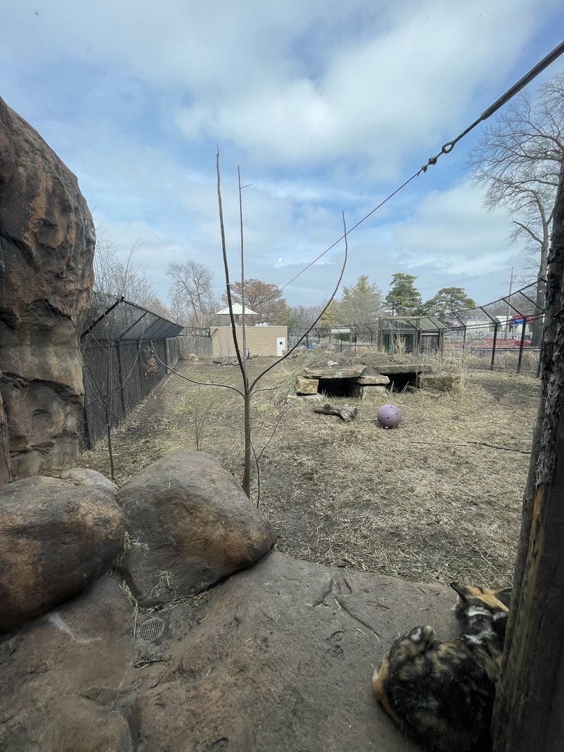 Camp Cowabunga - Painted Dog Viewing