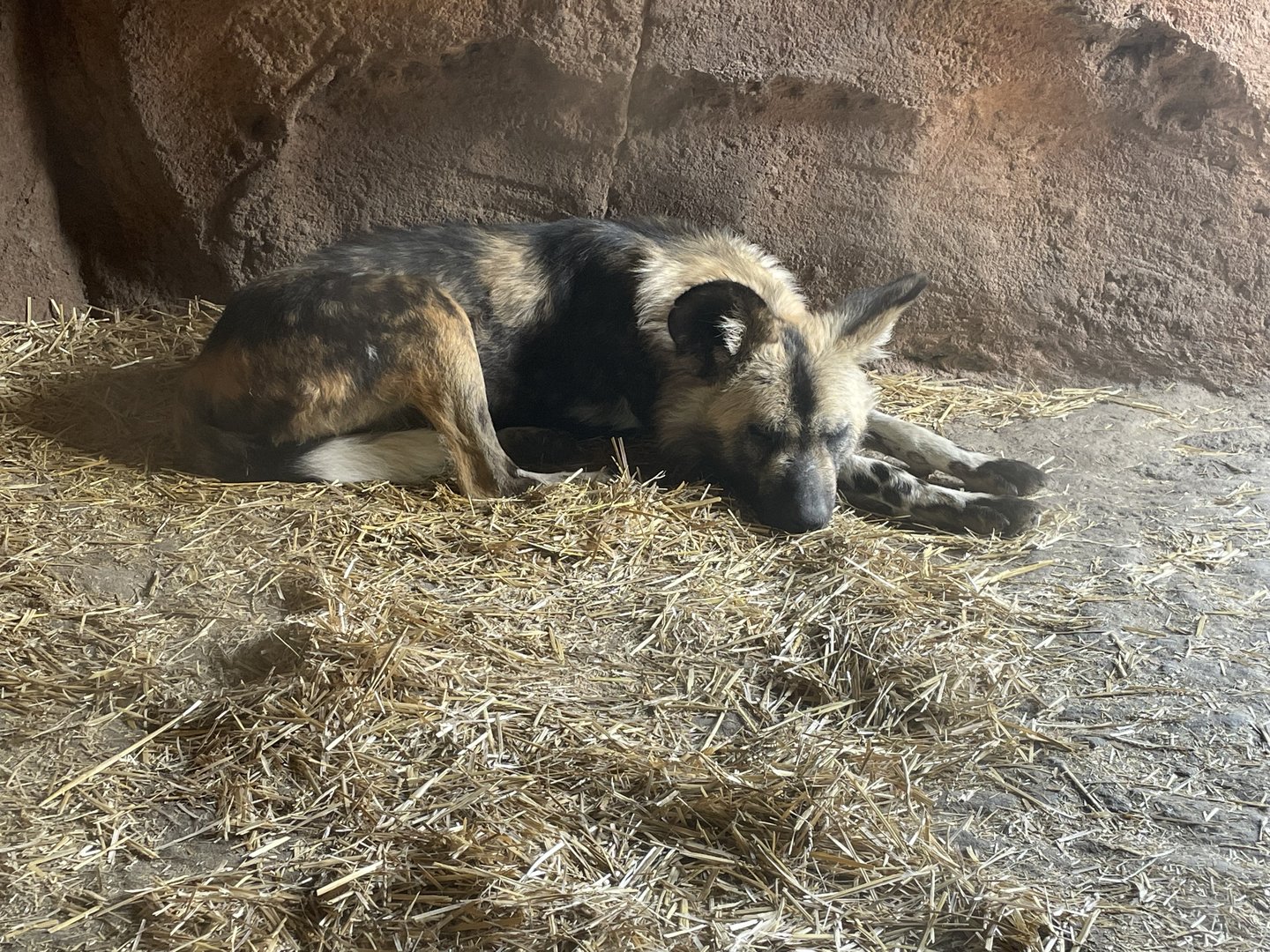 Camp Cowabunga - Painted Dog