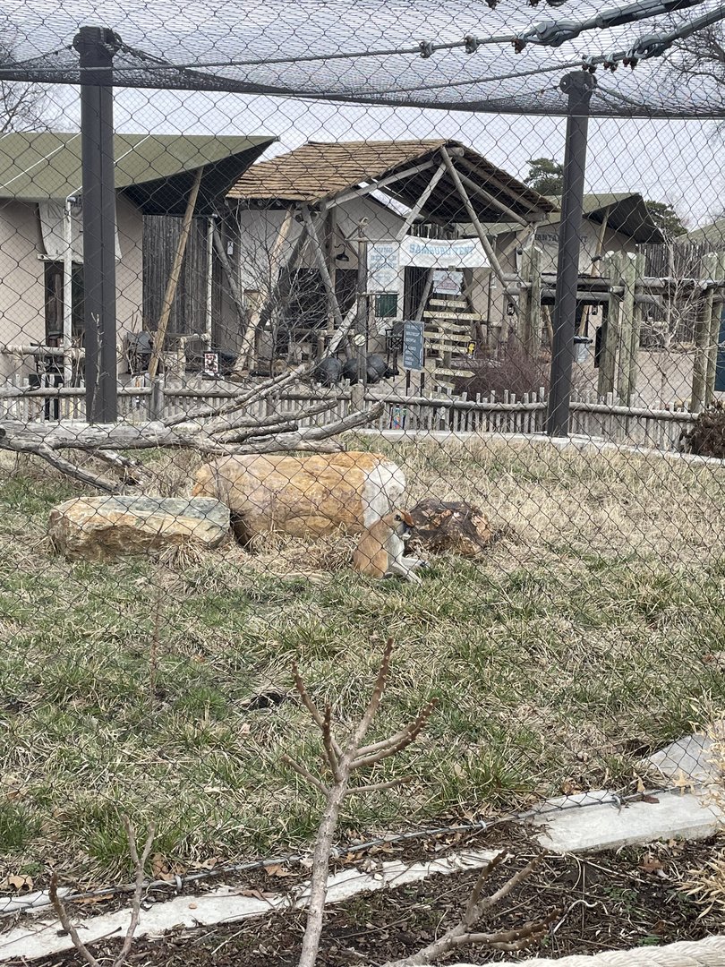 Camp Cowabunga - Patas Monkey Exhibit