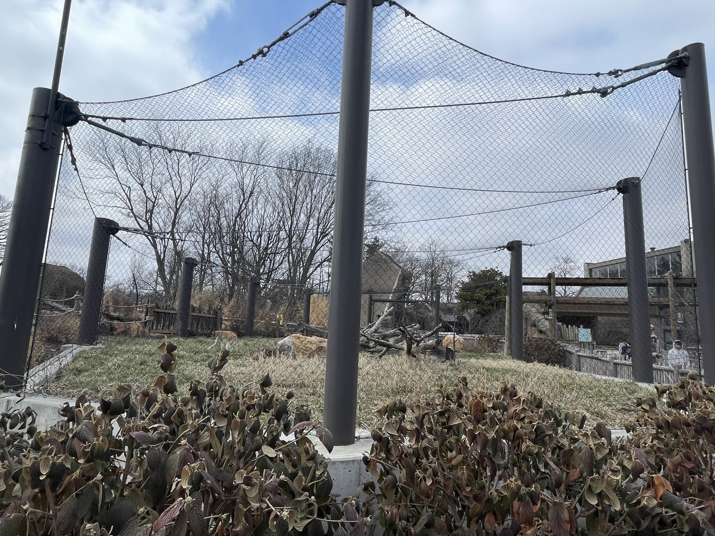 Camp Cowabunga - Patas Monkey Exhibit