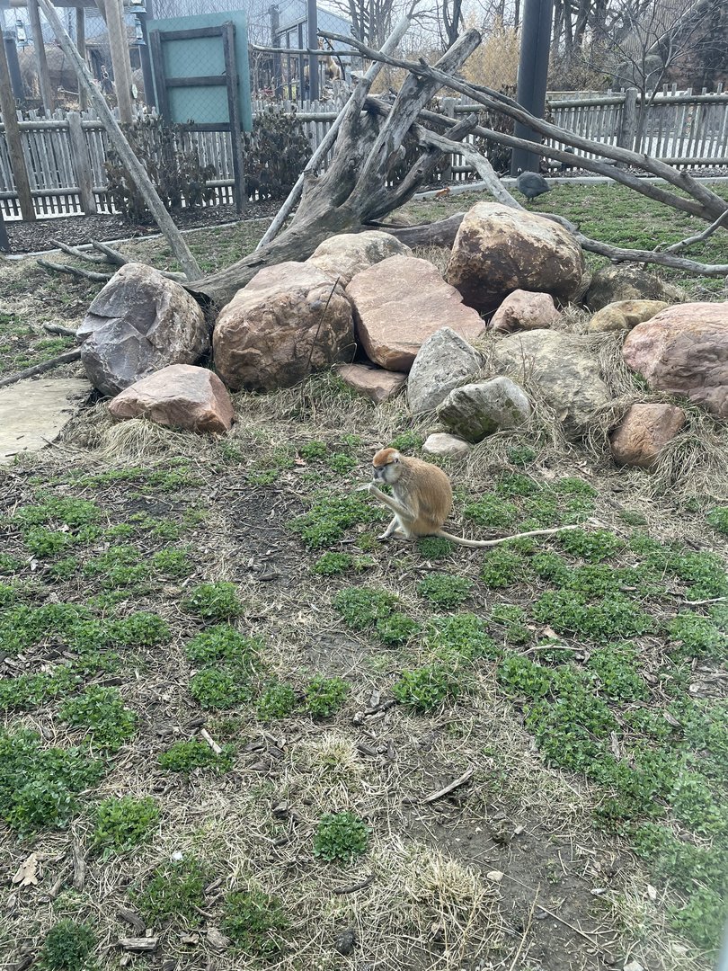 Camp Cowabunga - Patas Monkey Exhibit