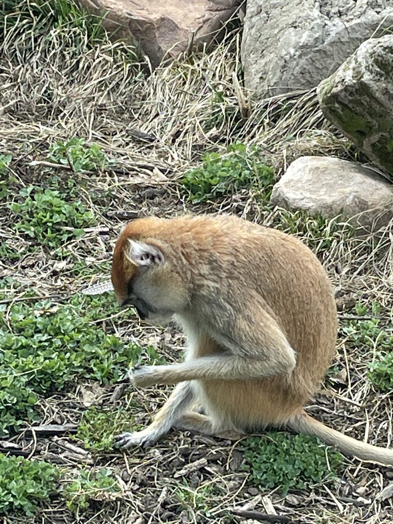 Camp Cowabunga - Patas Monkey