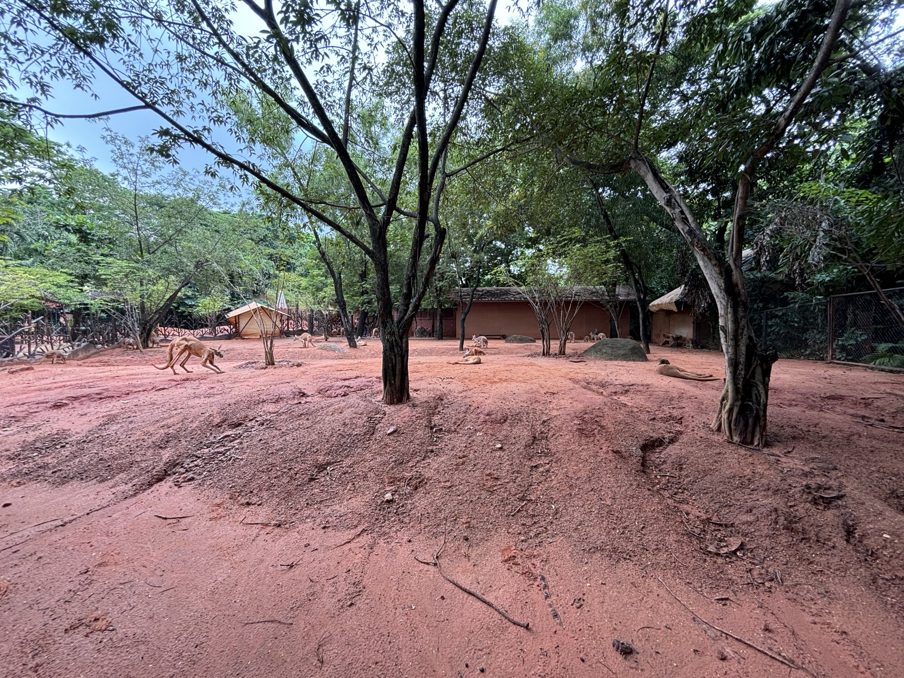 Camp Kangaroo - New in 2022