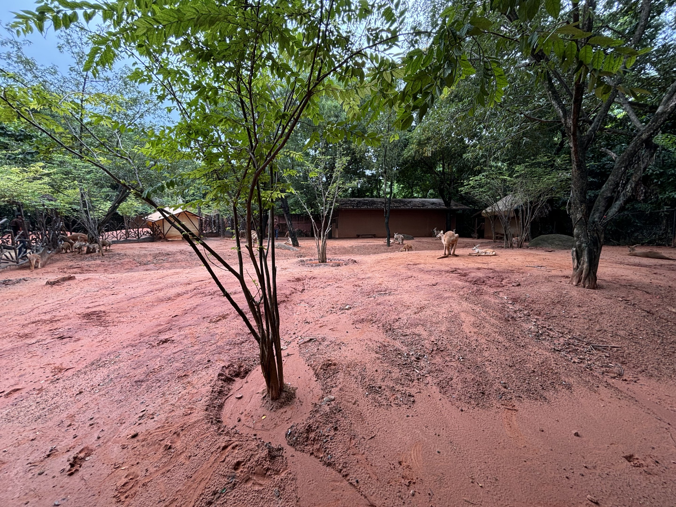 Camp Kangaroo - New in 2022