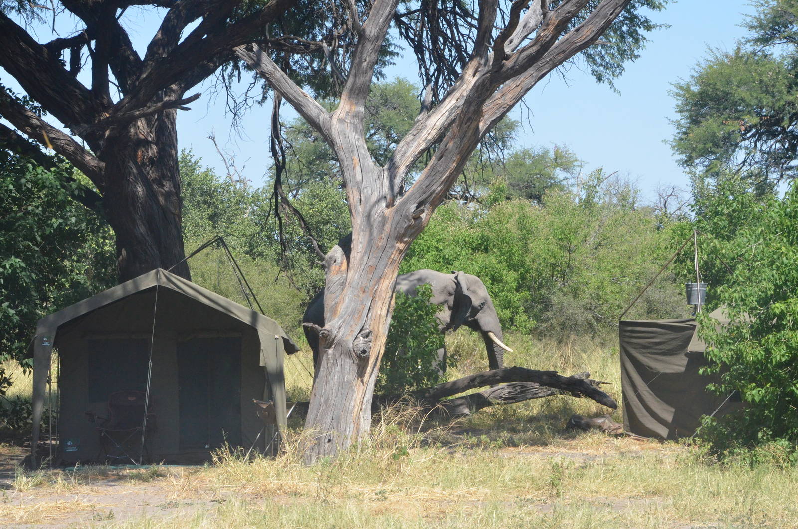 Camp Visitor, Khwai Community Area, Botswana, 25/04/16