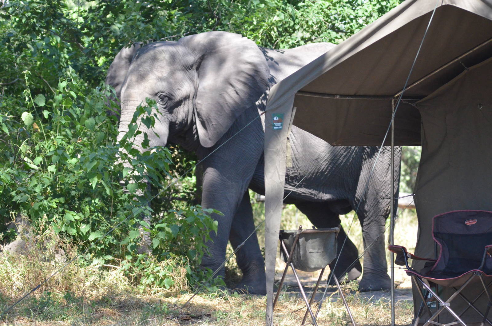 Camp Visitor, Khwai Community Area, Botswana, 25/04/16