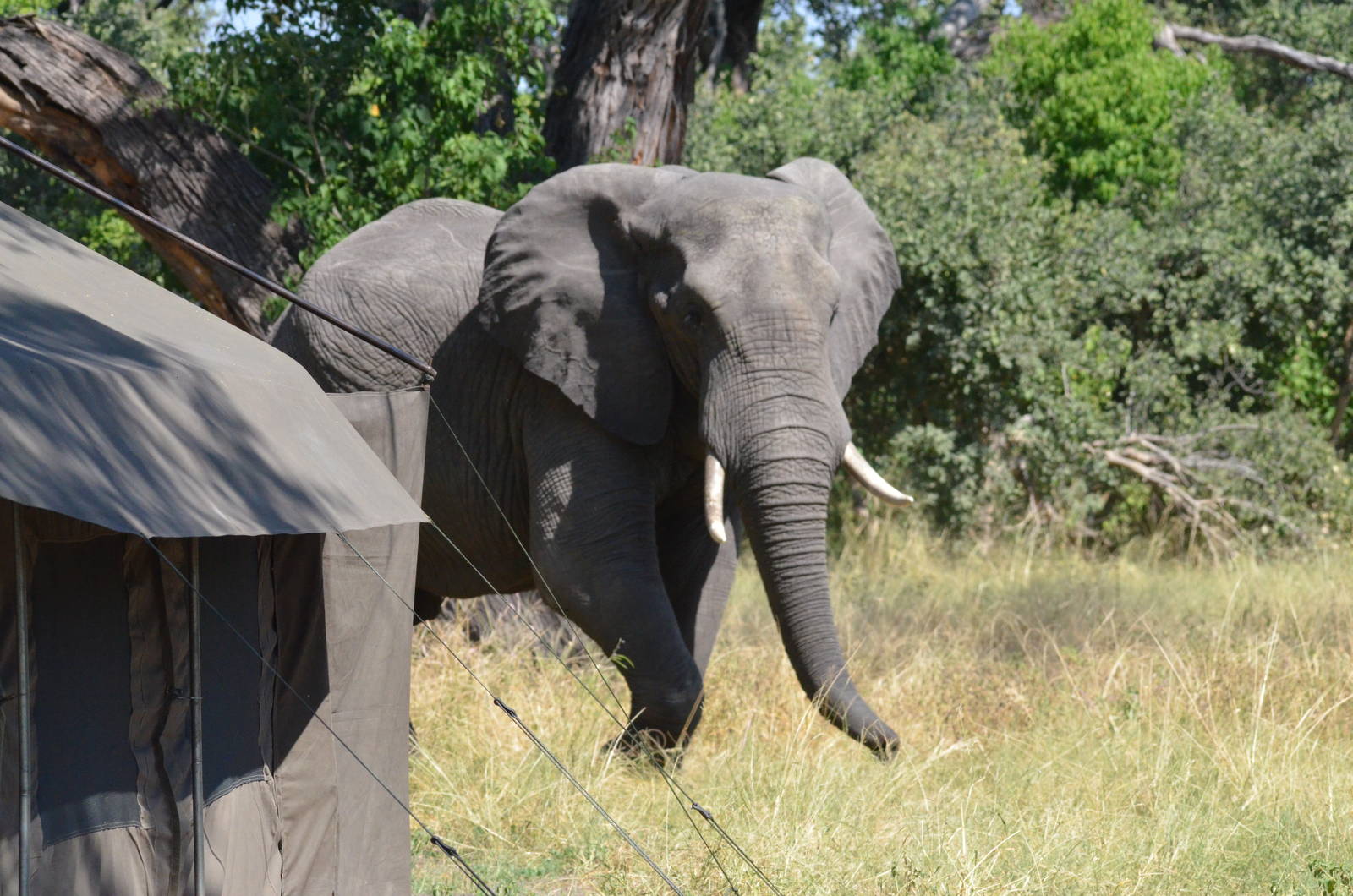 Camp Visitor, Khwai Community Area, Botswana, 25/04/16