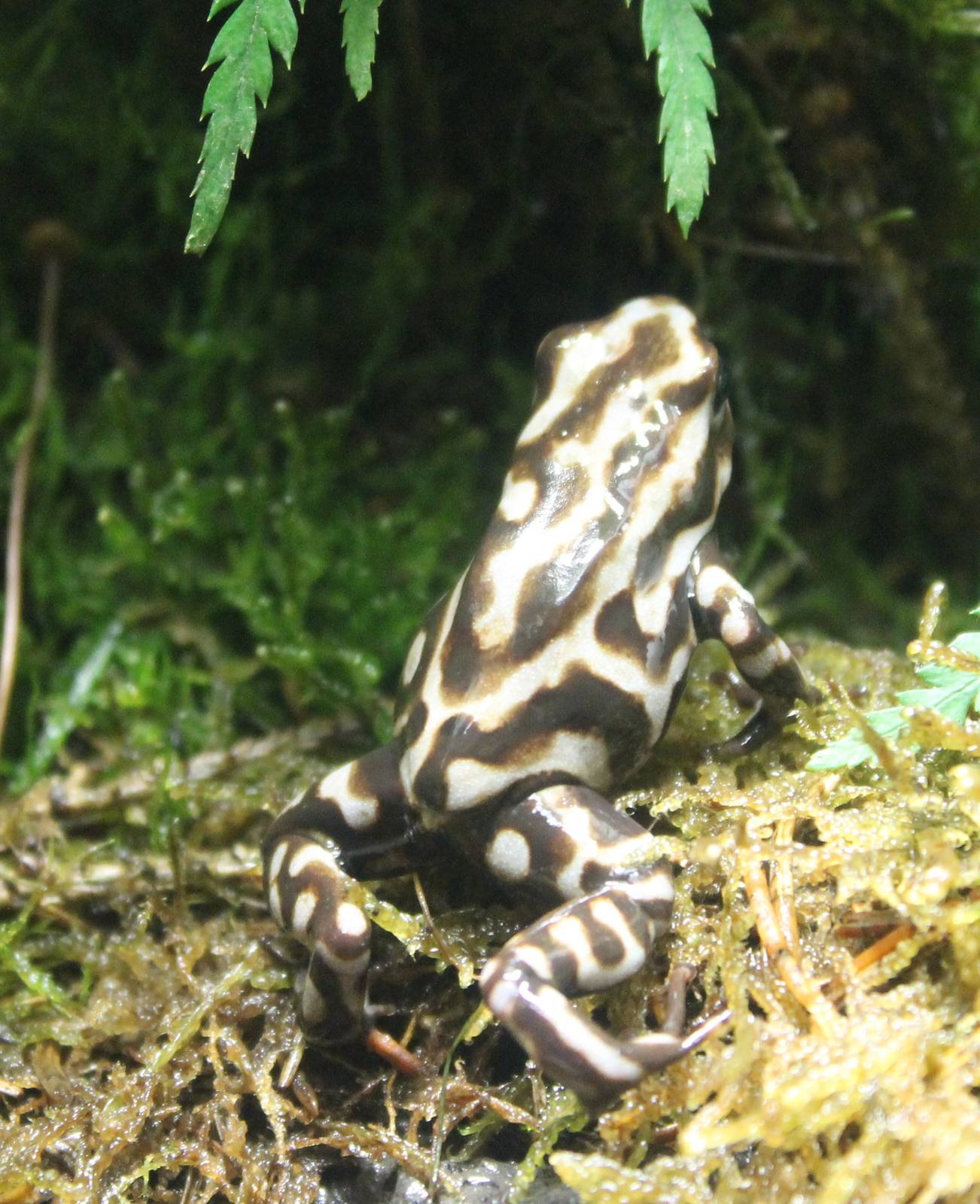 Campana dart frog