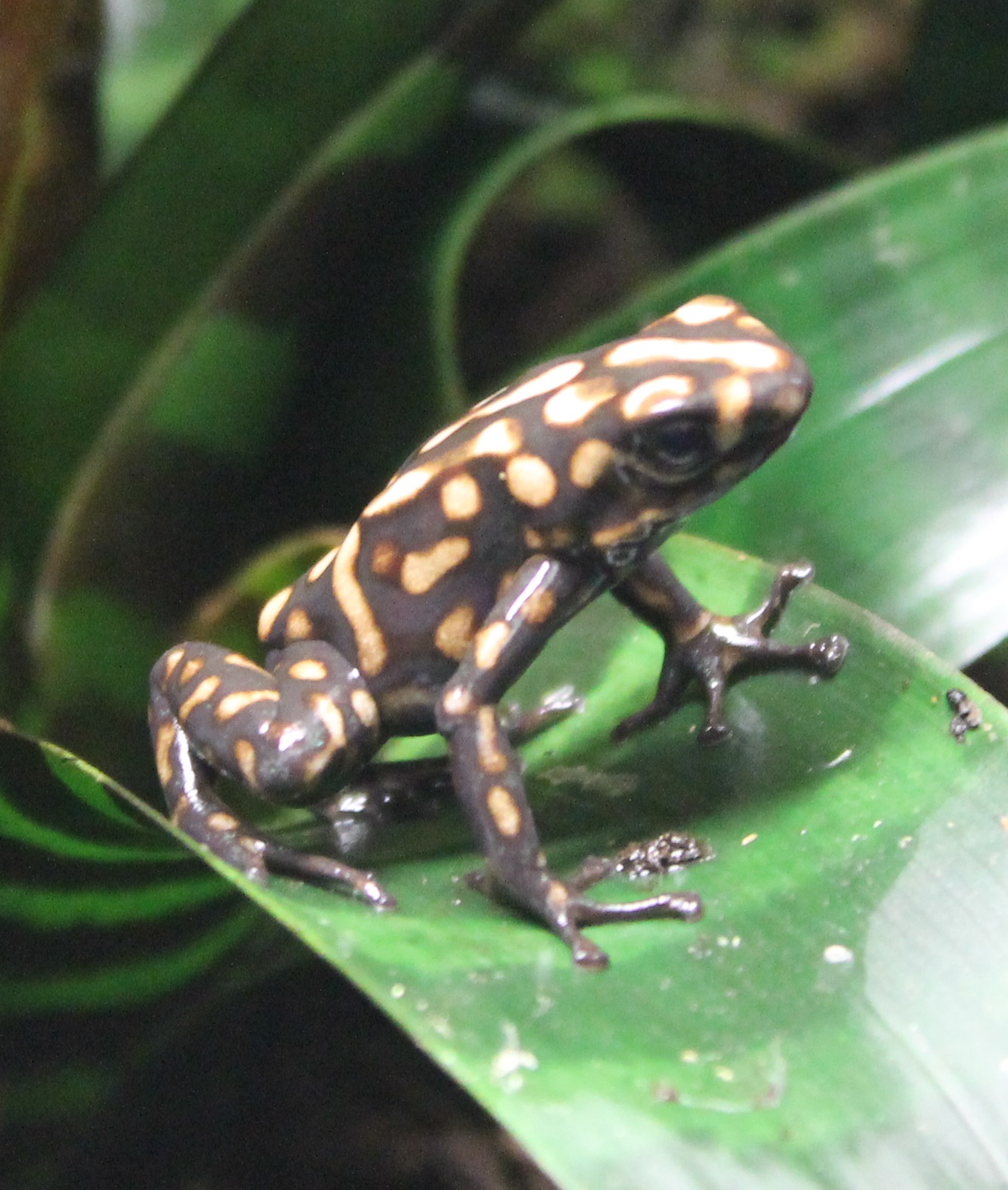 Campana dart frog