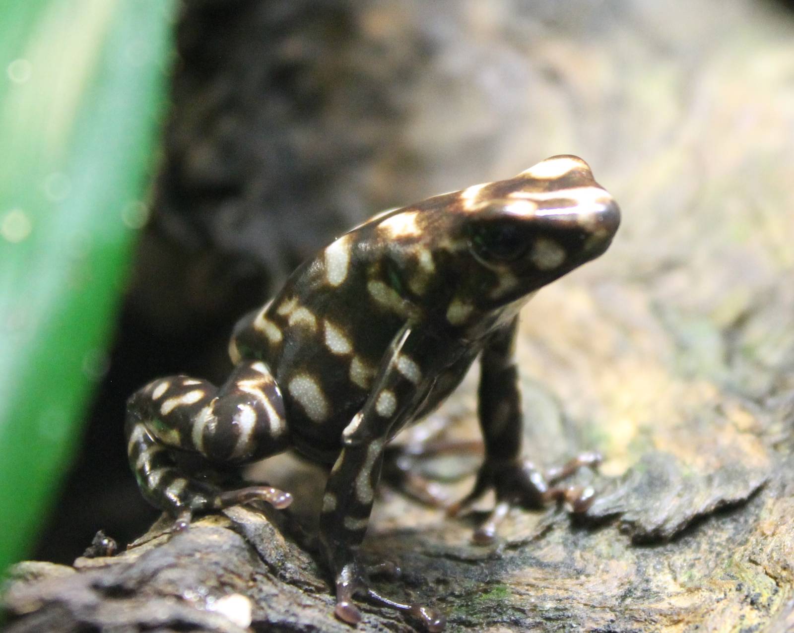 Campana dart frog