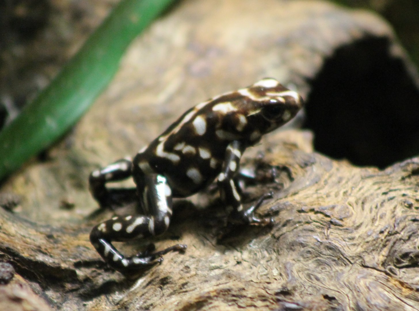Campana dart frog