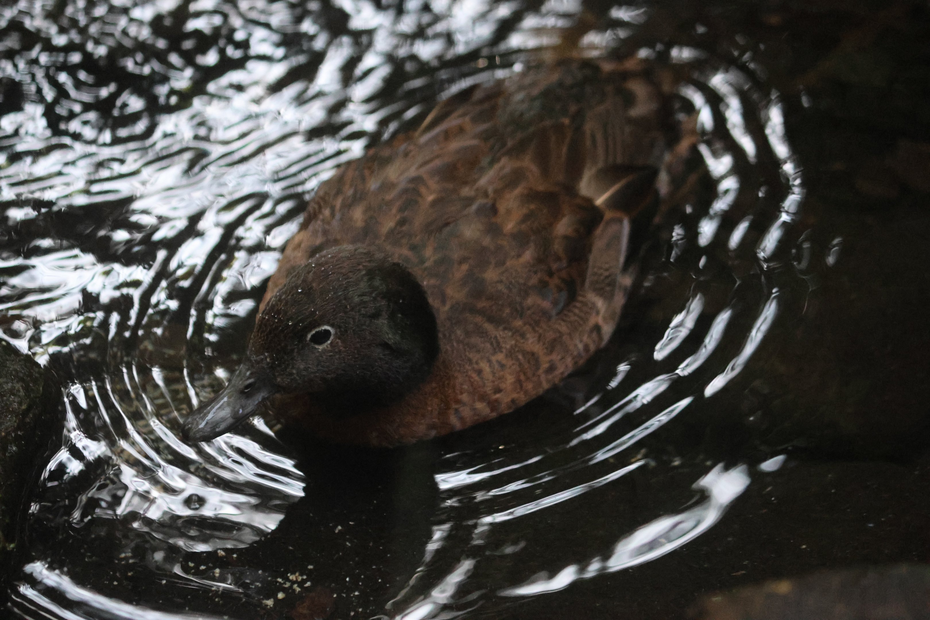 Campbell Island Teal (Anas nesiotis) drake