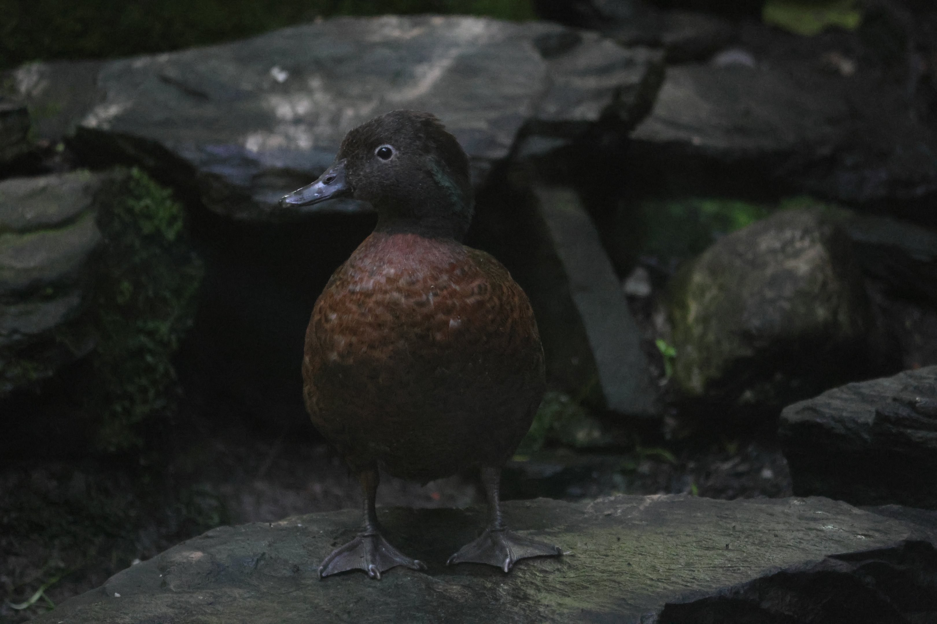 Campbell Island Teal (Anas nesiotis) drake