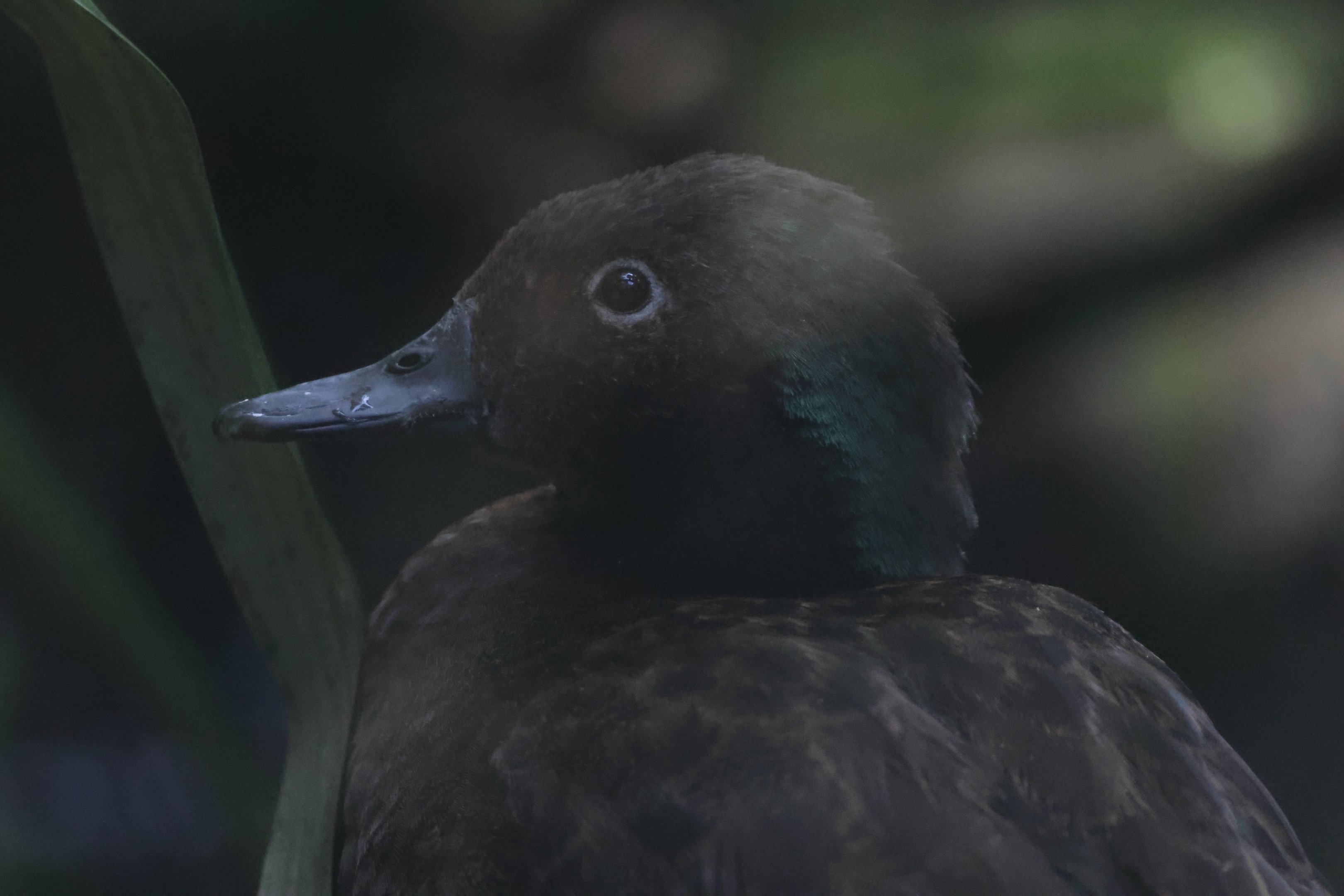 Campbell Island Teal (Anas nesiotis) drake