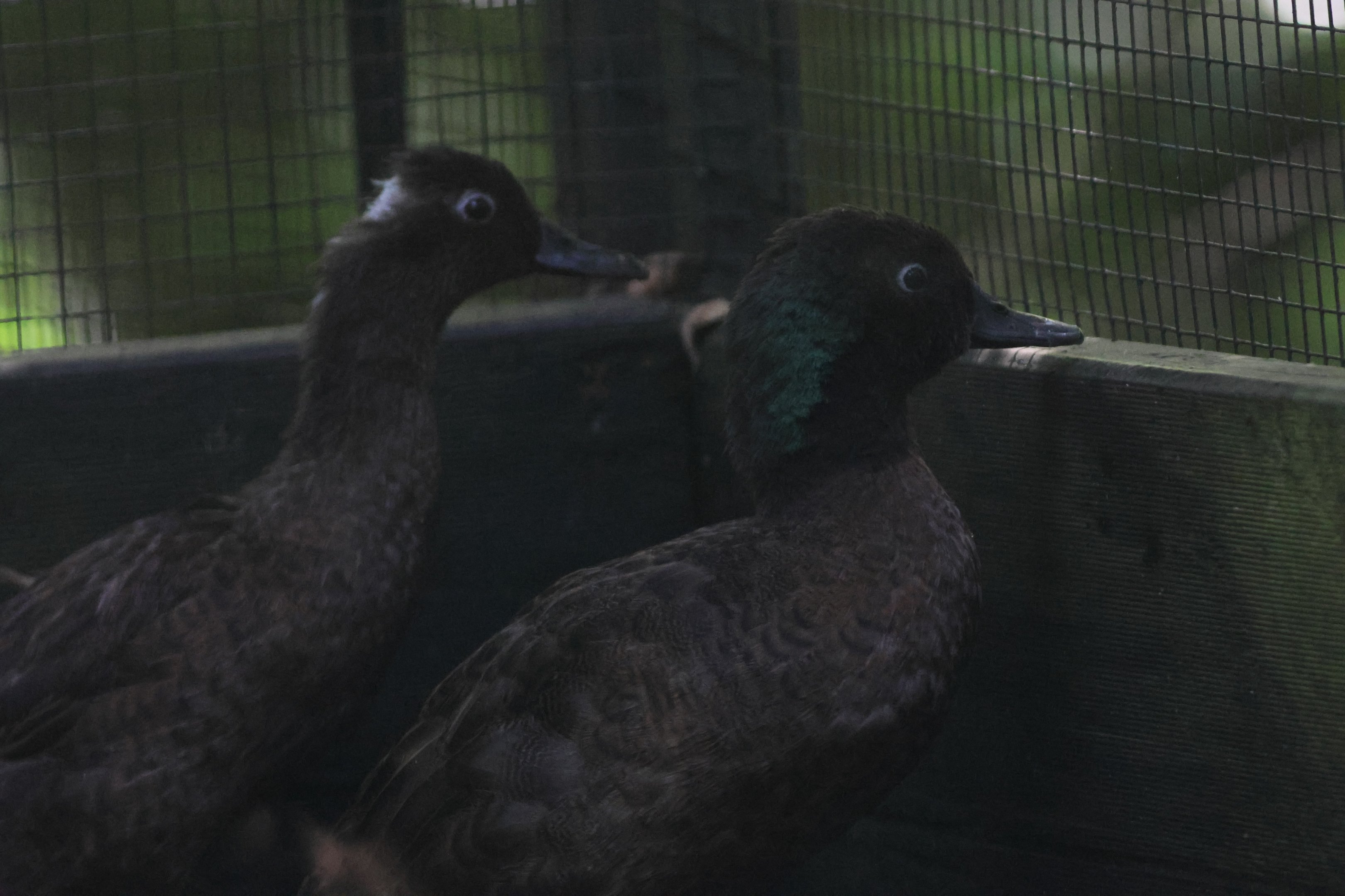 Campbell Island Teal (Anas nesiotis) female (left) and drake (right)