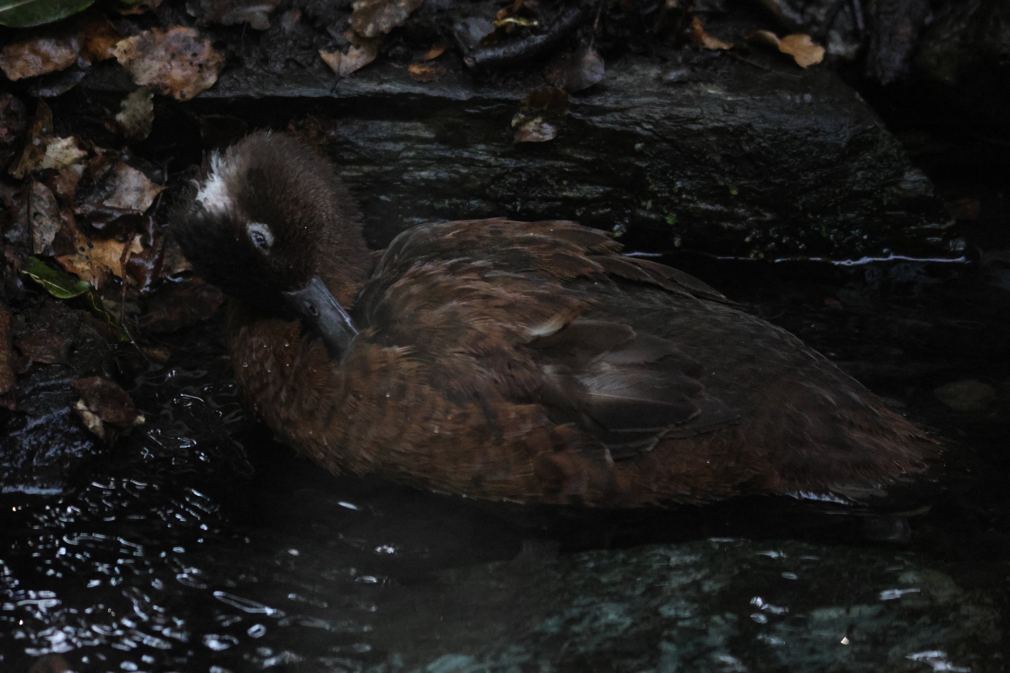 Campbell Island Teal (Anas nesiotis) female