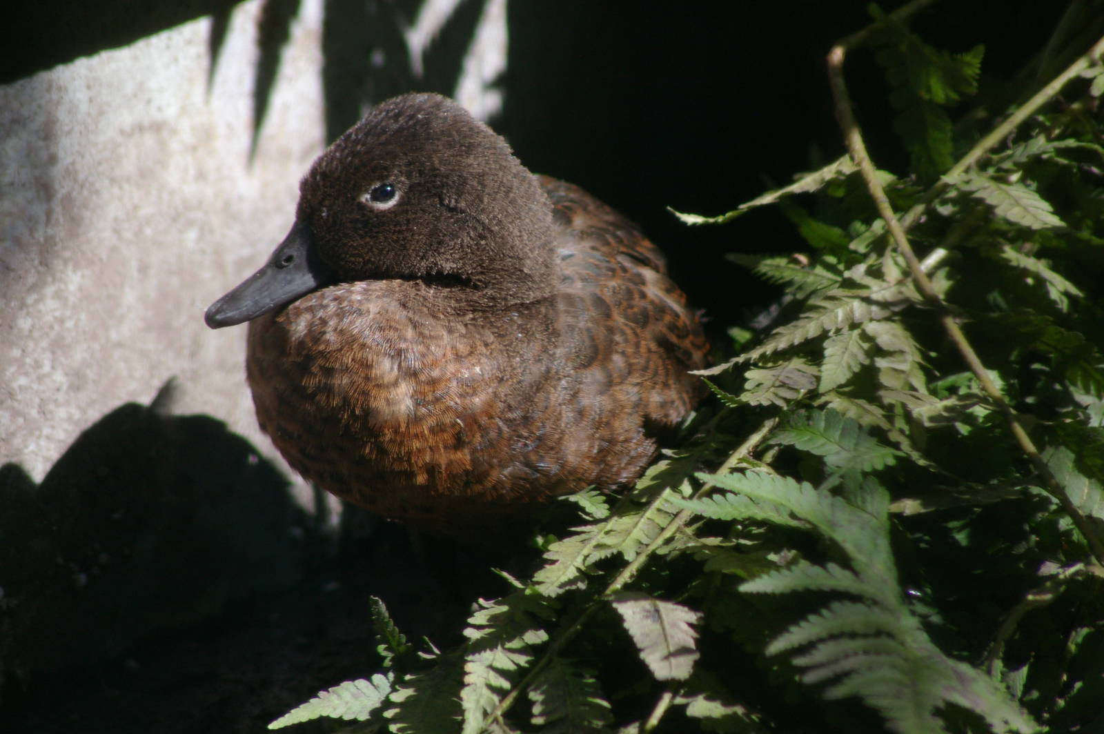 Campbell Island teal (Anas nesiotis)