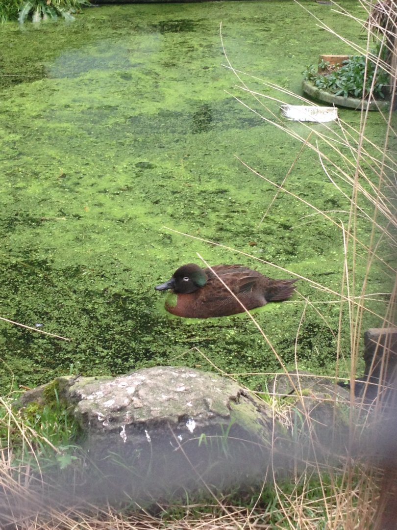 Campbell Island Teal (Anas nesiotis)