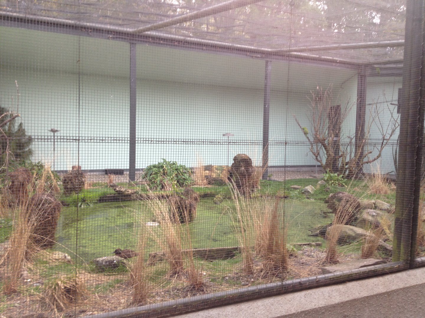 Campbell Island Teal exhibit
