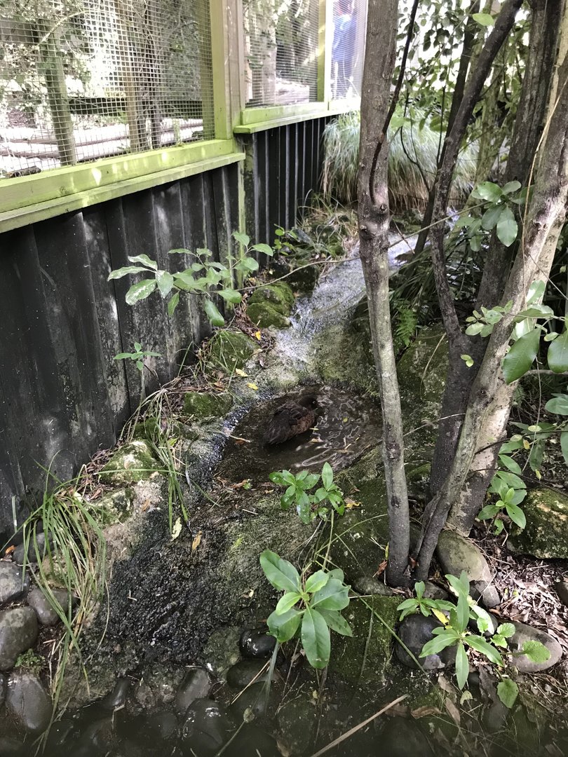 Campbell Island Teal