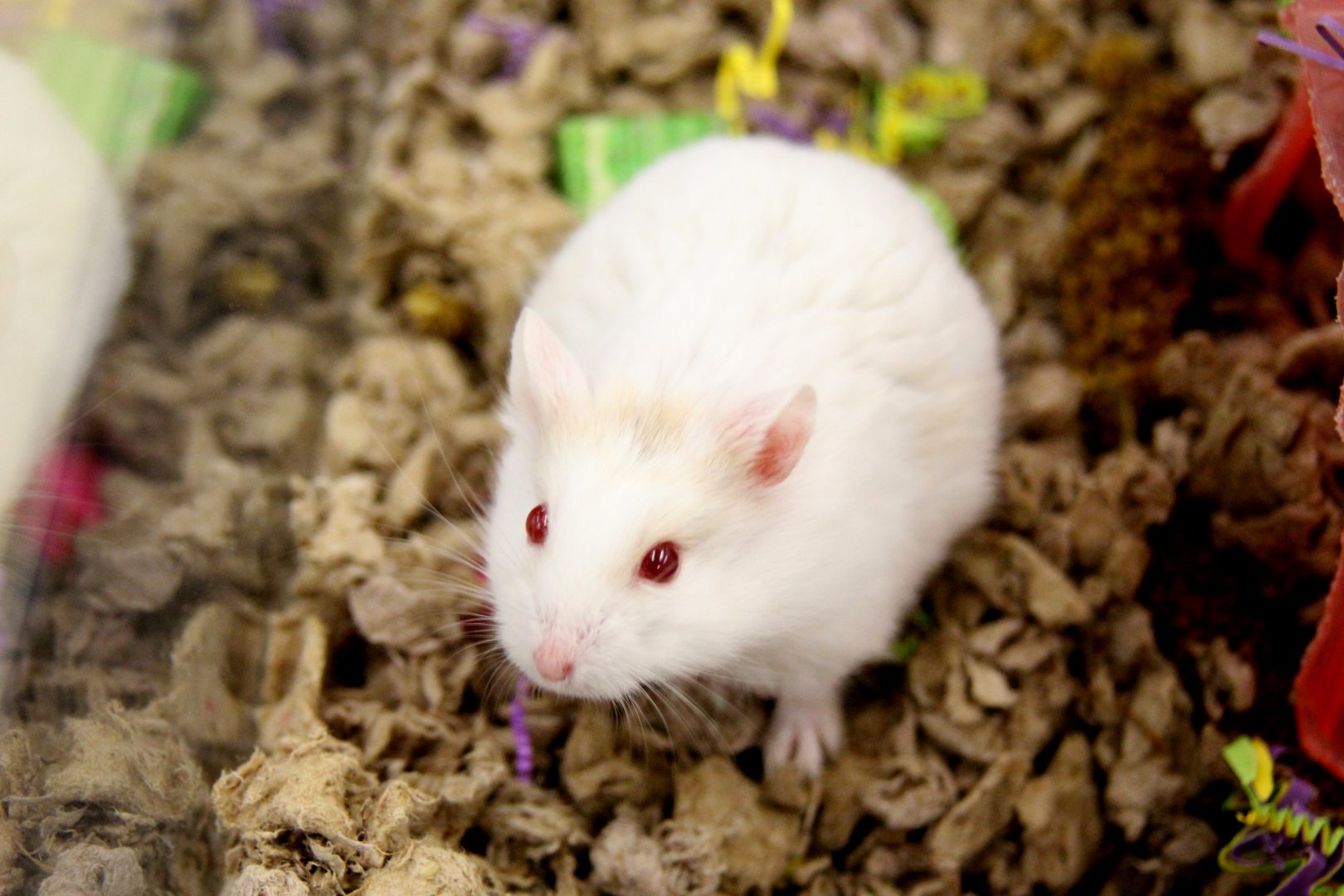 Campbell’s dwarf hamster (Phodopus campbelli) albino