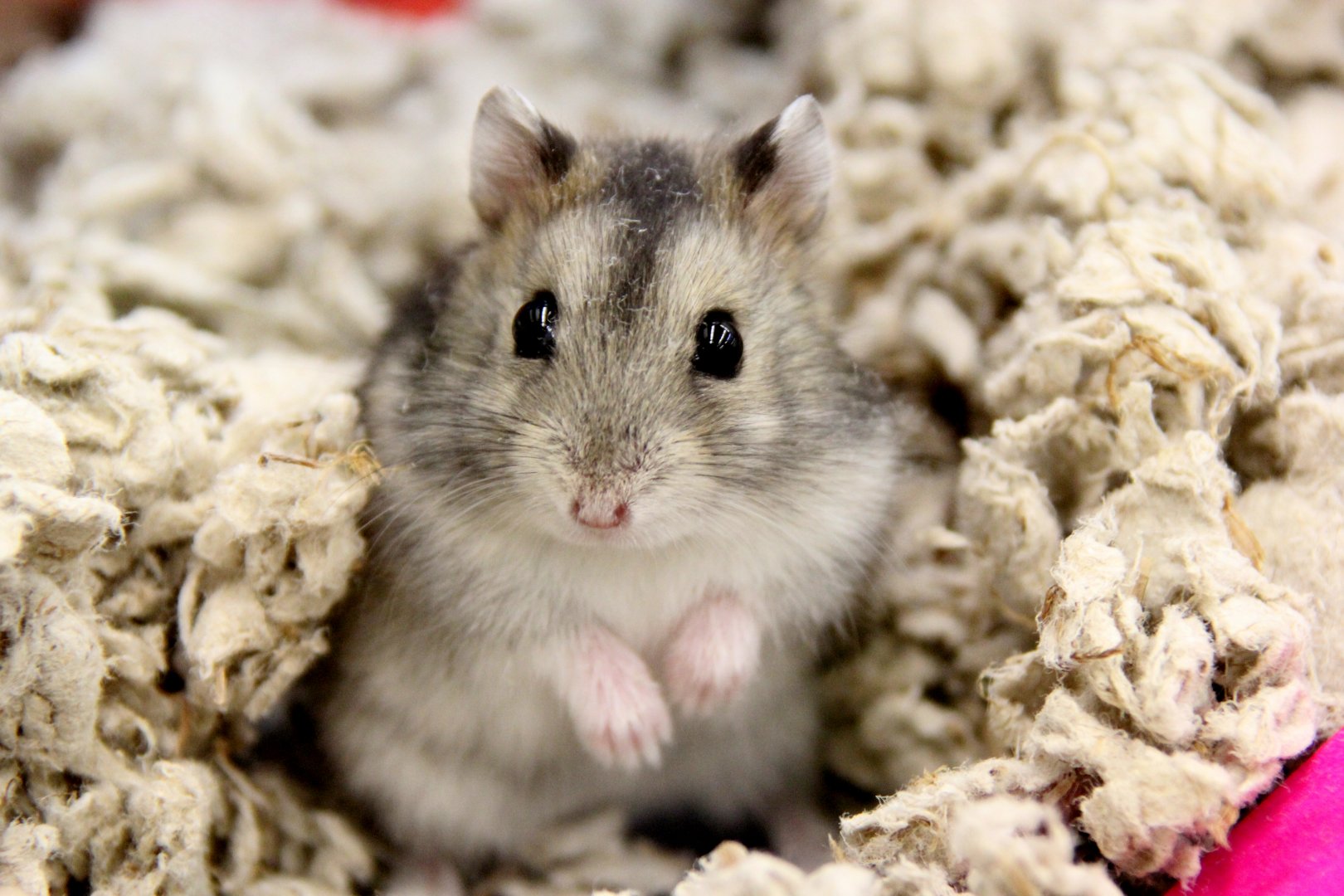 Campbell’s dwarf hamster (Phodopus campbelli)