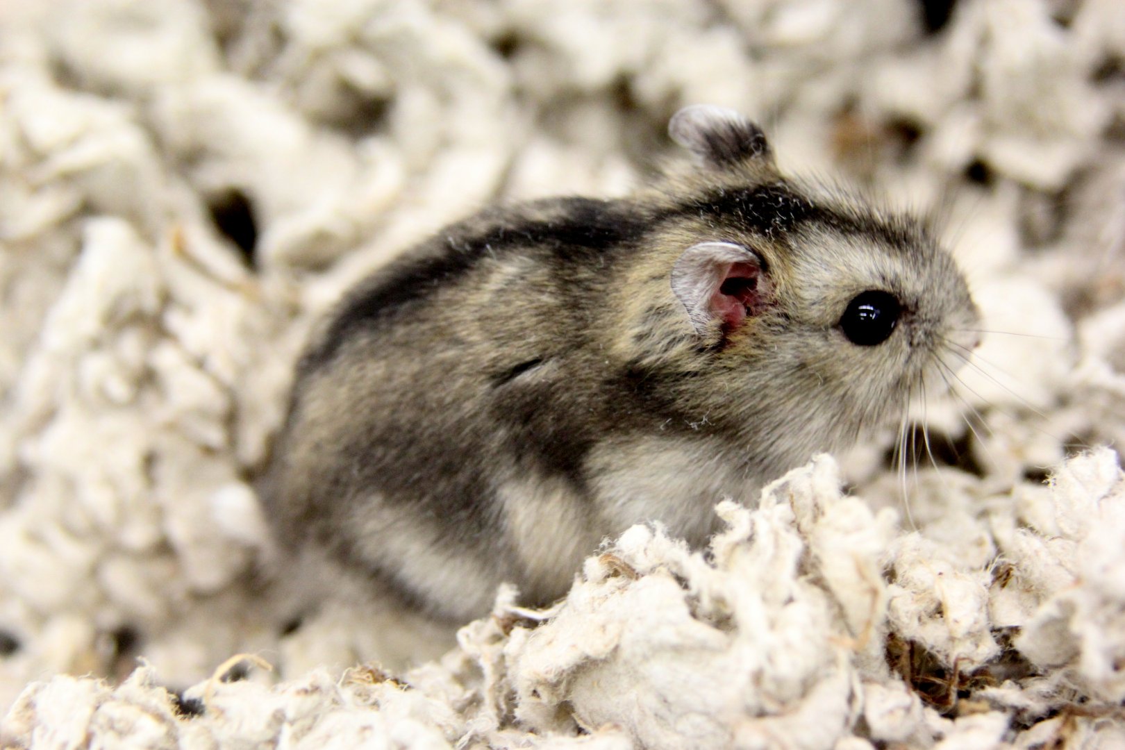 Campbell’s dwarf hamster (Phodopus campbelli)